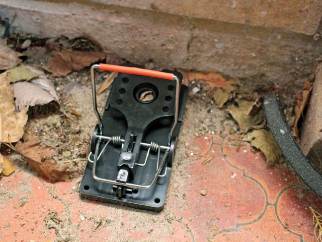 Advanced Rat Trap